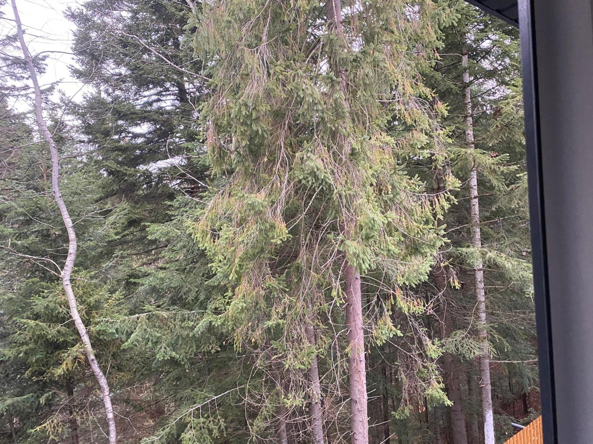 Skhidnytsia Феєрія Лісуアパートホテル エクステリア 写真